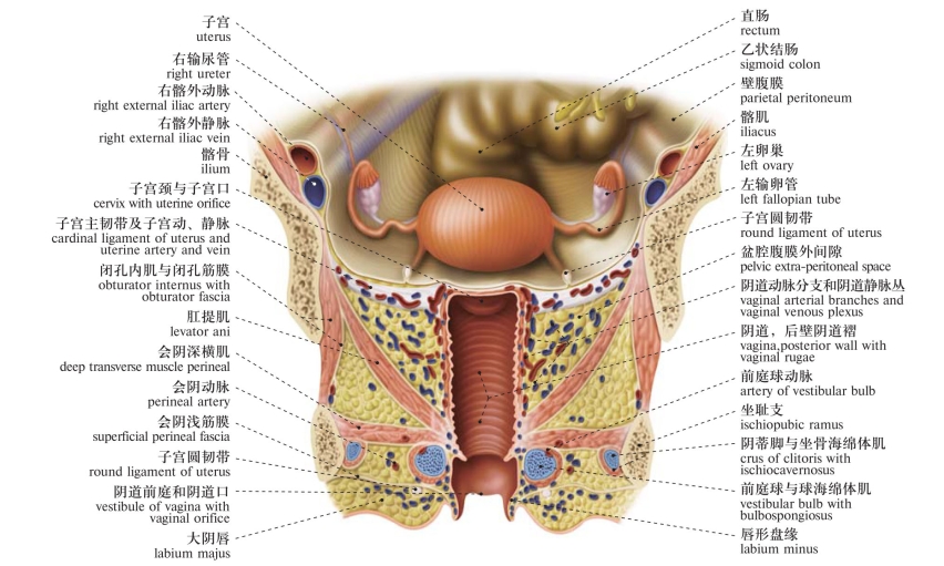 女性生殖系统人体系统解剖图谱