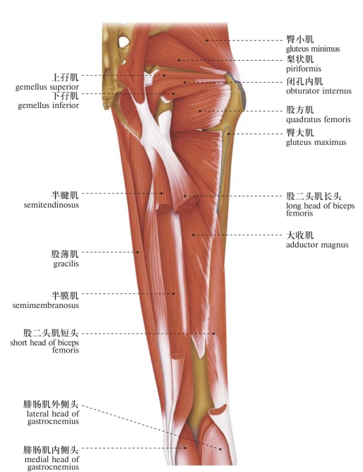 下肢肌人体系统解剖图谱