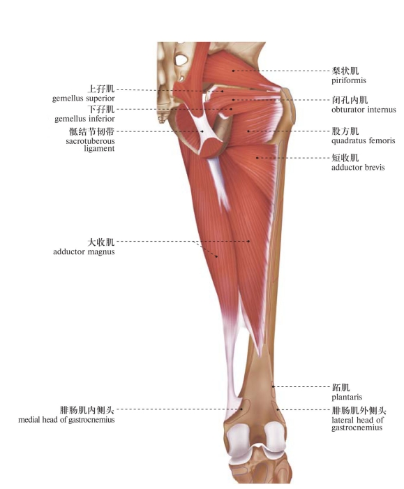 下肢肌人体系统解剖图谱