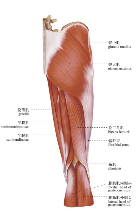 muscles of the posterior femoral region 2图232 股后区肌肉2