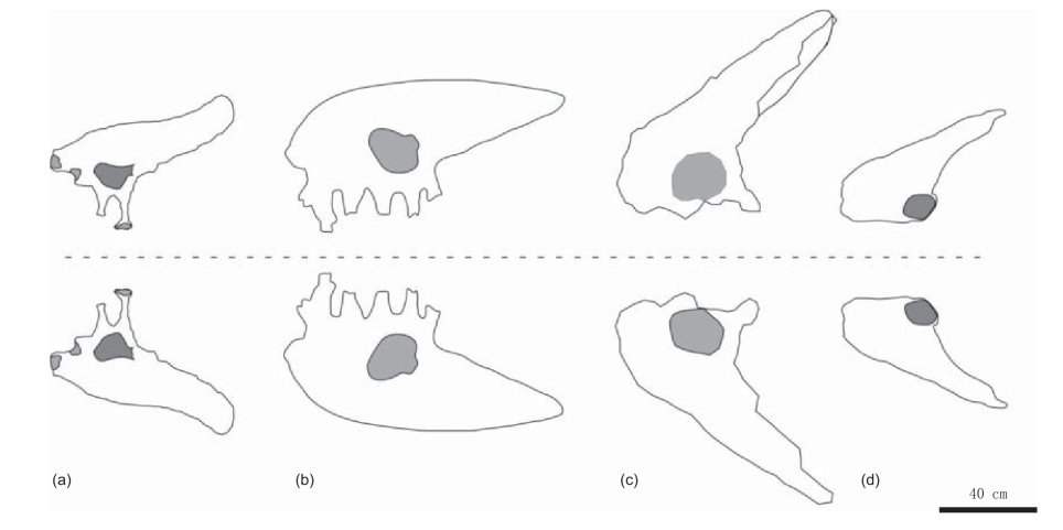 金城洮河龙;b.polacanthus foxii;c.peloroplites;d.gastonia.