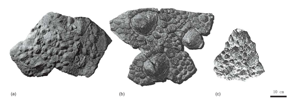 图5—26 荐盾背视对比 a.金城洮河龙;b.polacanthus foxii;c.