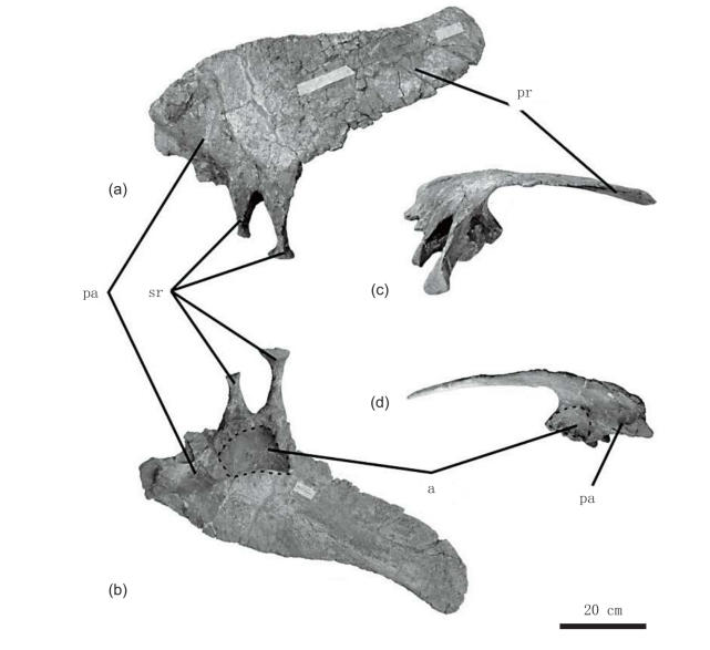 图5—24 髂骨腹视对比图 a.金城洮河龙;b.polacanthus foxii;c.peloro