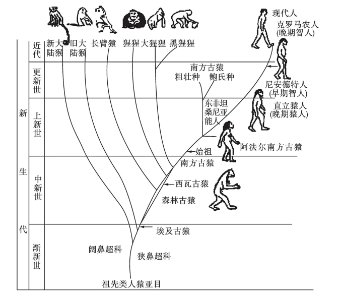 图2—1 类人猿和人类的进化树人类进化的几个主要阶段,见表2—1.