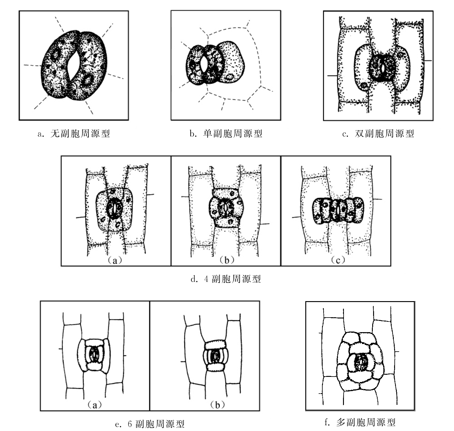 菠菜叶肉细胞结构图-图库-五毛网