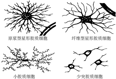 神经胶质细胞_组织学与胚胎学
