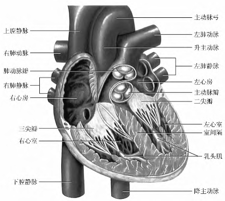 左心房和左心室之间的瓣膜称为二尖瓣,右心房和右心室之间的瓣膜称为