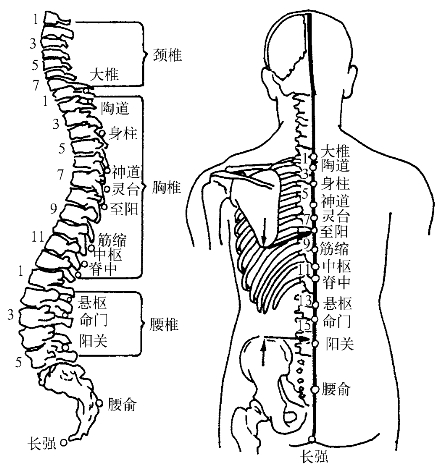 颈肩部常用穴位_颈肩腰部疾患自我