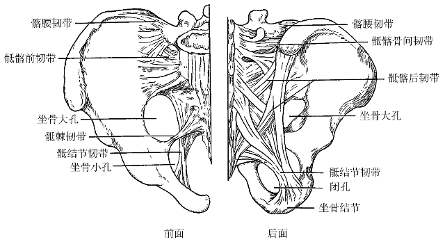 图2-22 骨盆的韧带2.