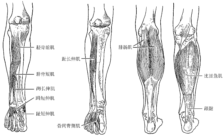(1)前群:位于小腿前面,由胫侧向腓侧排列有止乔肌,长伸肌和趾长