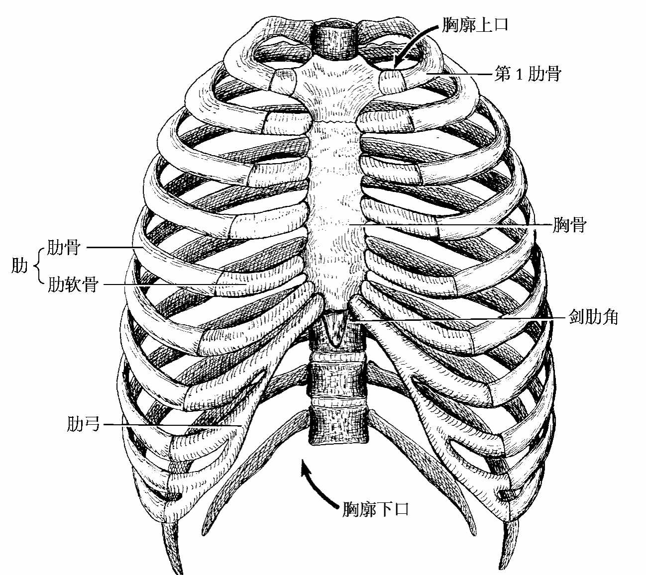图12 胸廓-基础医学-医学