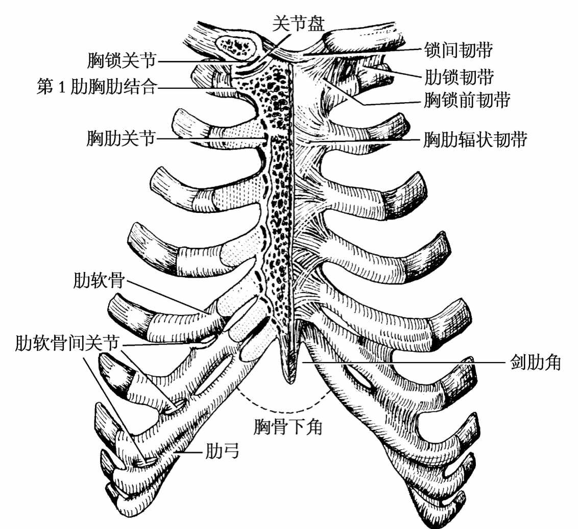 图2-186 胸廓及肺尖(前面观)-骨科临床解剖学-医学
