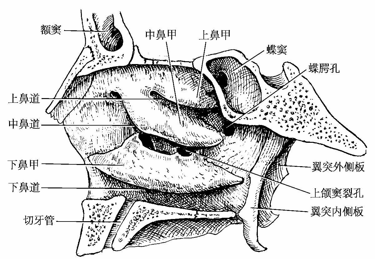 图1-77 鼻腔、口腔及咽-基础医学-医学