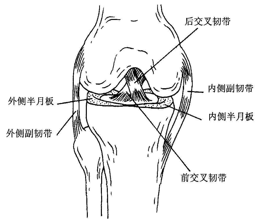 膝关节的解剖特征