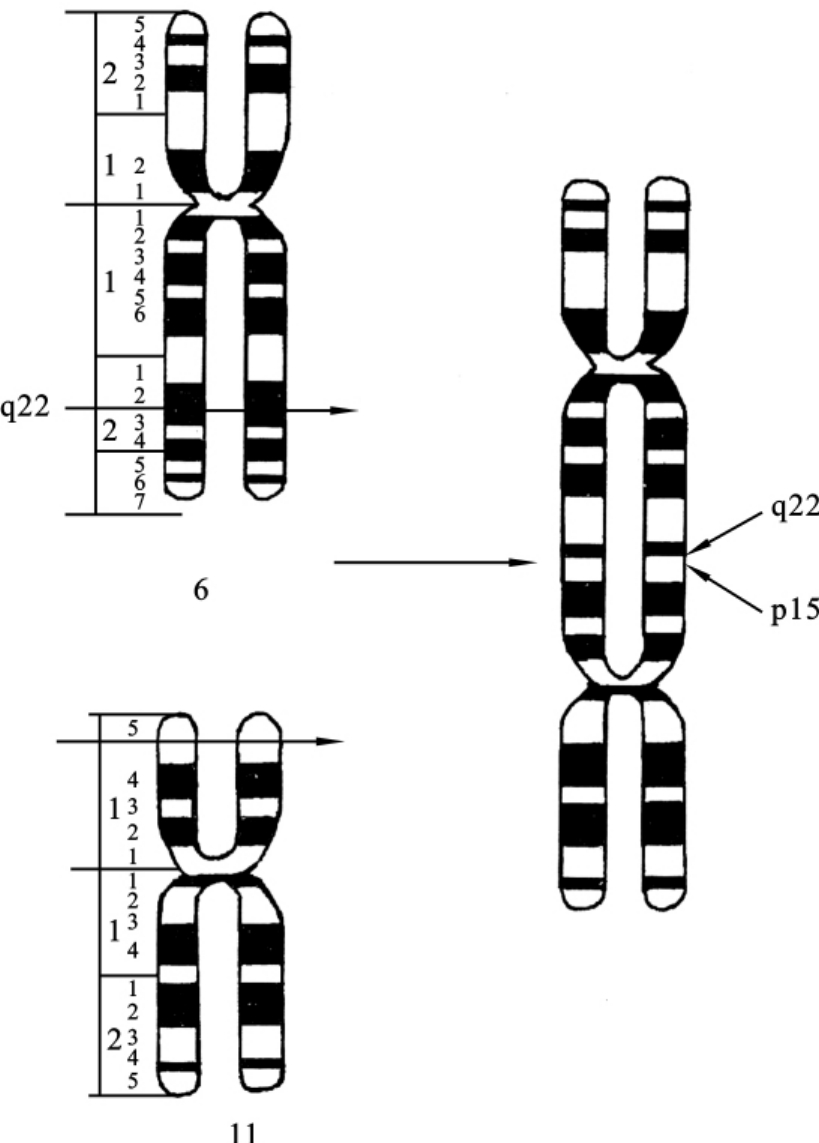 图7-16 双着丝粒染色体
