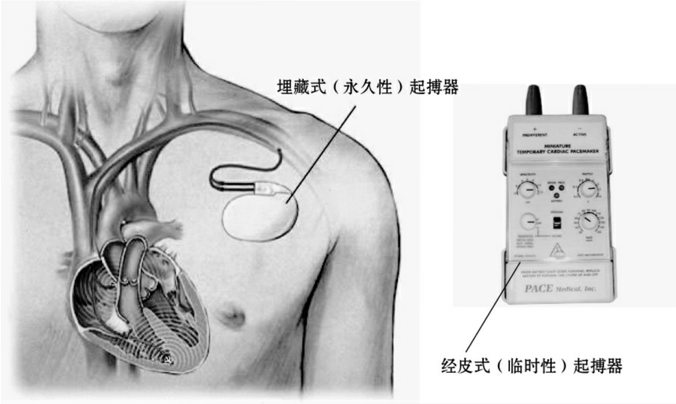 人（心血管系统）-上海媛禧生物科技有限公司