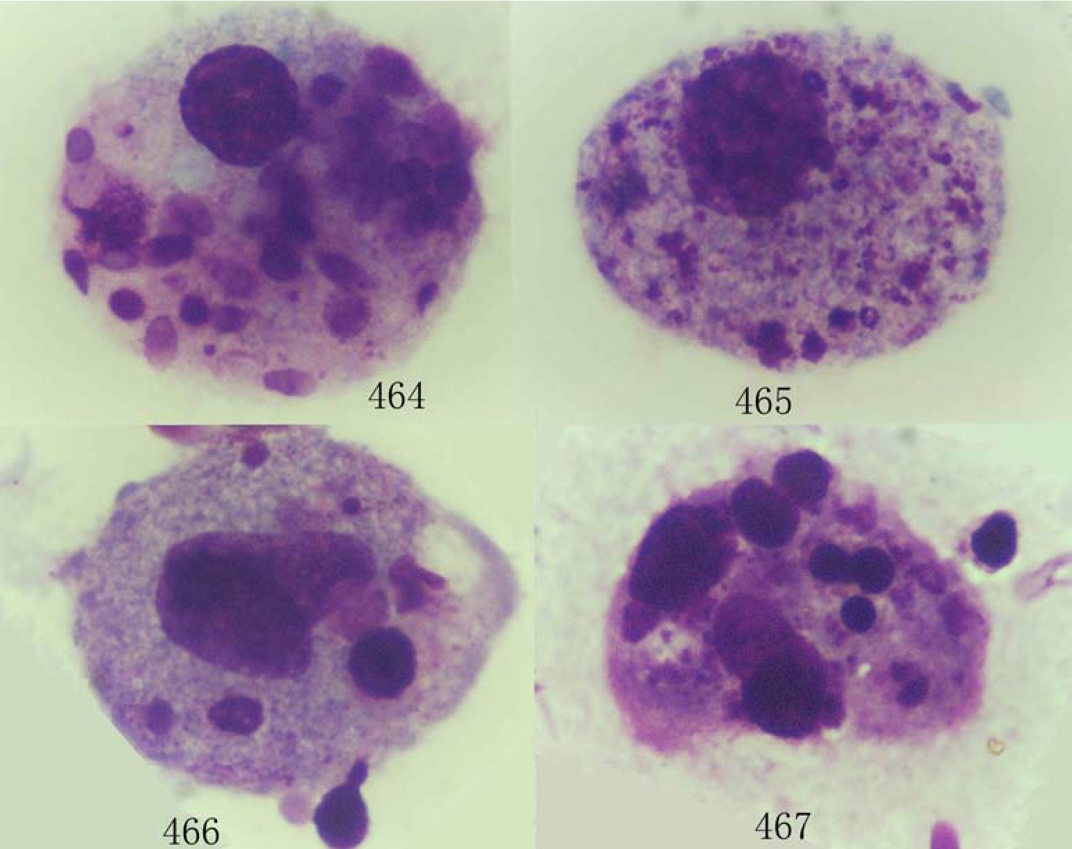 单核—巨噬细胞_实用精液细胞学