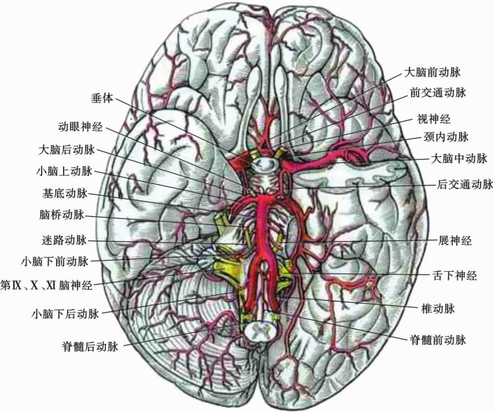 脑室、脑膜、脑池解剖高清图集_医学界-助力医生临床决策和职业成长