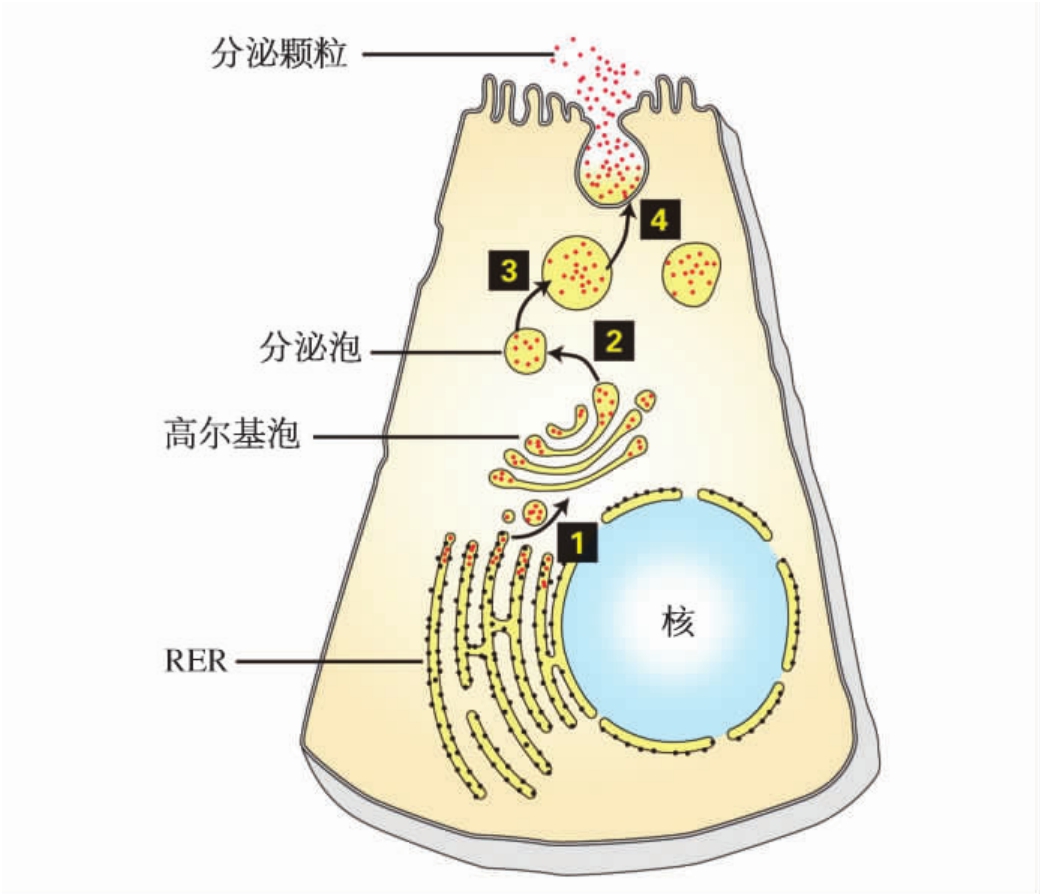 细胞内蛋白质的加工和分泌_医学细胞生物学