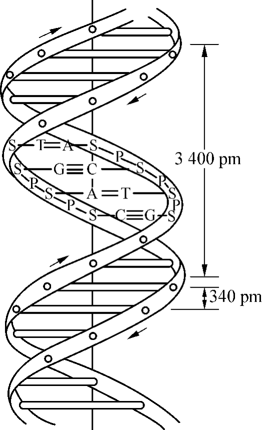 1-6-1 dna双螺旋结构示意图图1-6-2 dna双螺旋分子的碱基配对图1-6-3