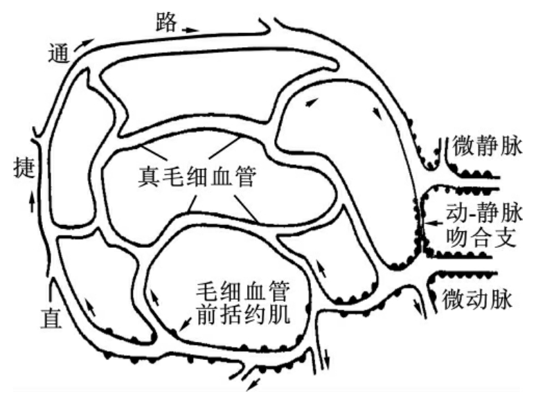 图10-2 正常微循环结构示意图