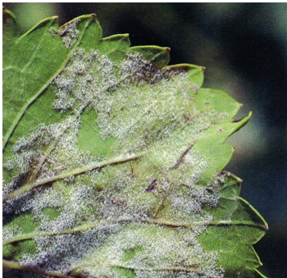 葡萄霜霉病主要为害叶片,也为害新梢,花蕾和幼果幼嫩部分.