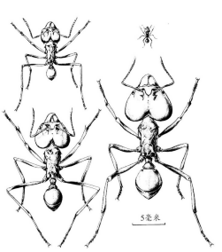 图21 来自同一个群体的切叶蚁属的工蚁阶级