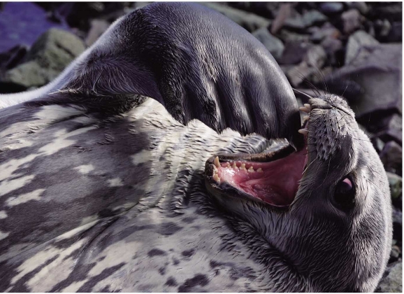 海豹牙齿图片