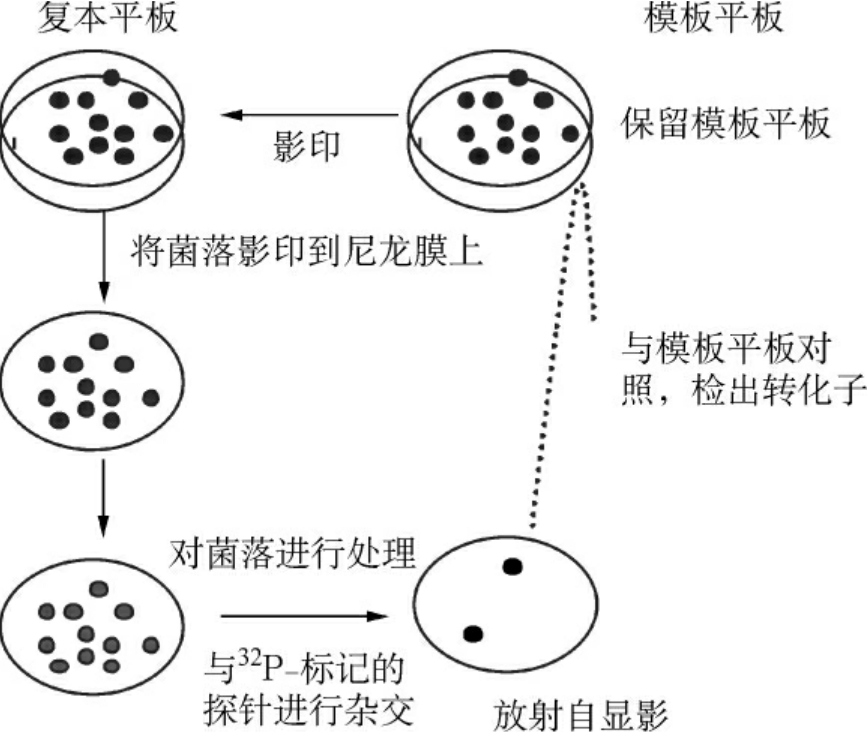 各种核酸杂交方法