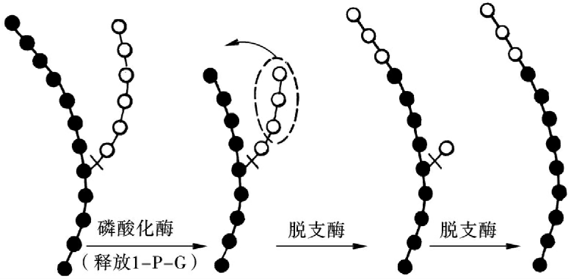 糖原分解