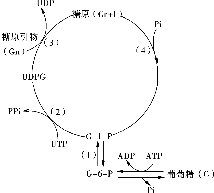 糖原分解