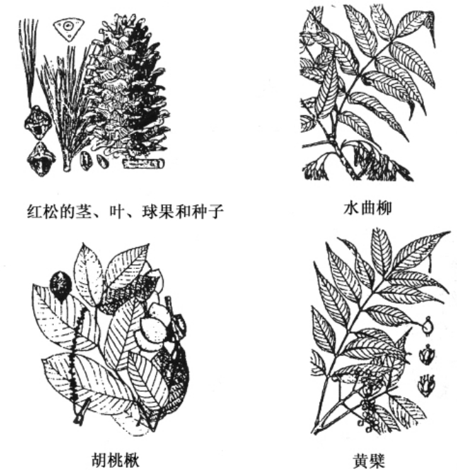 红松种子图片简笔画图片