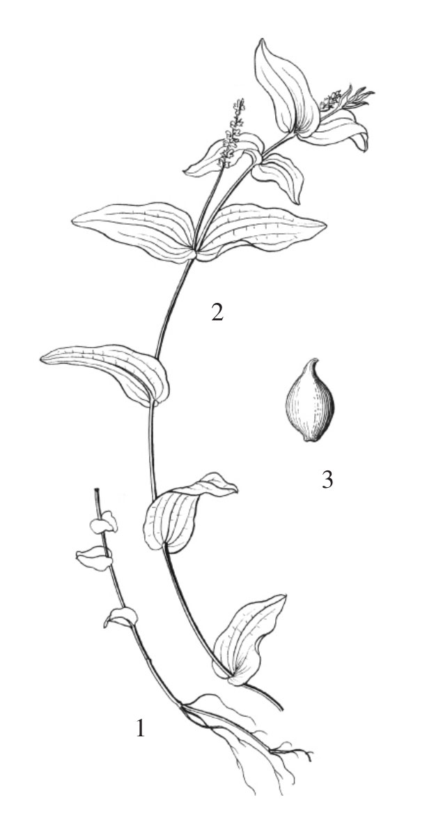 眼子菜科