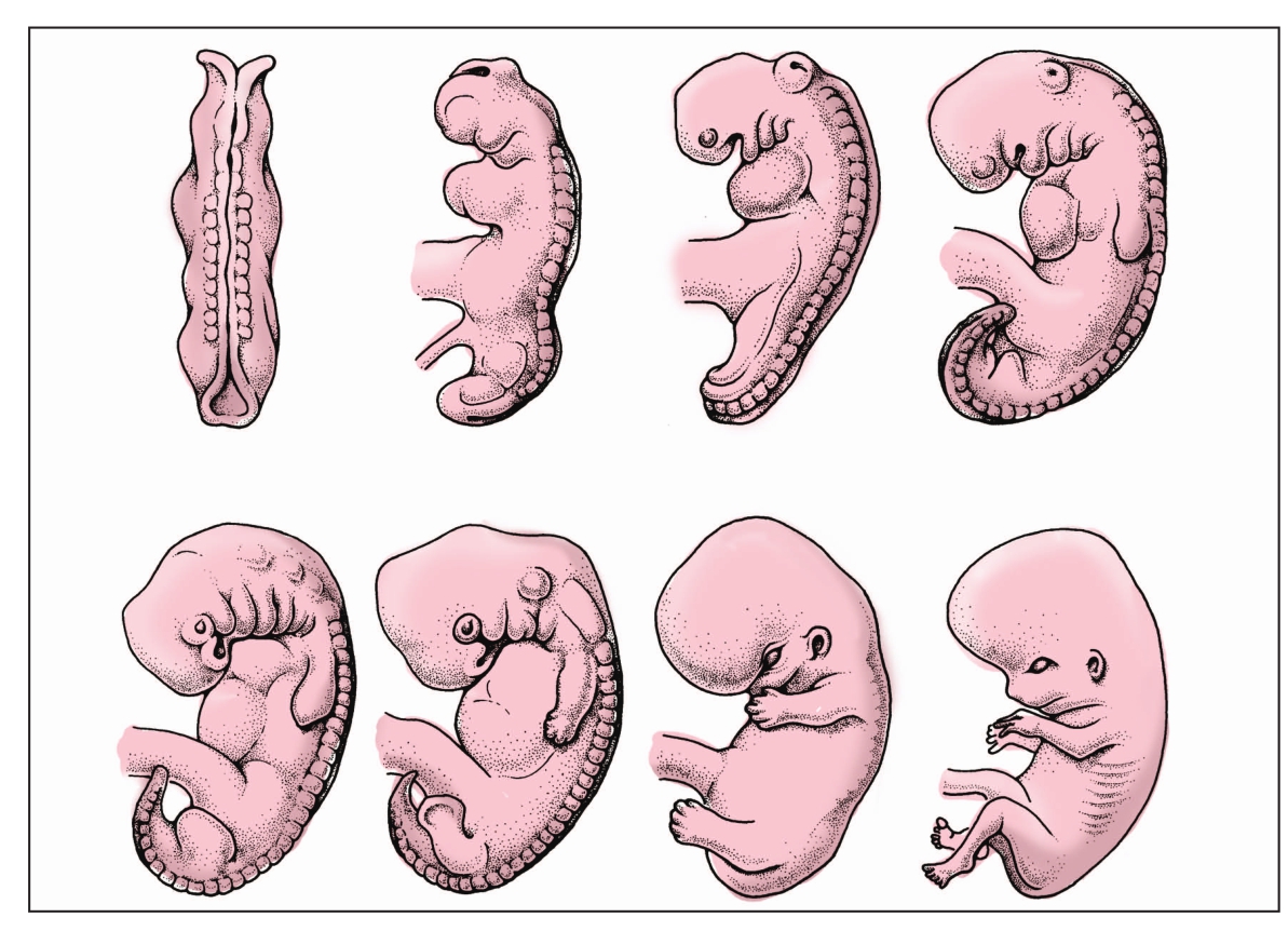 胚胎发育过程图胚胎发育图经科学考证,这个观察是对的,而前面那两种学