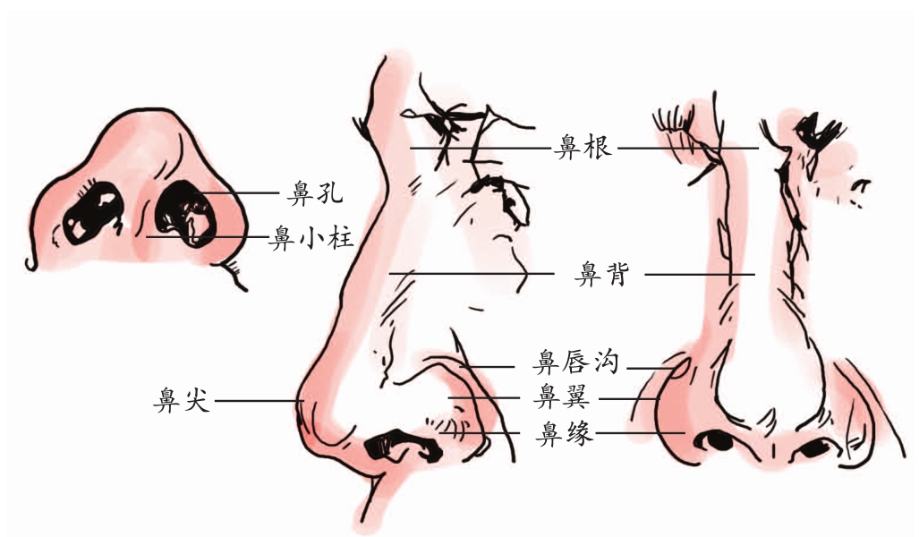 宝宝鼻子的结构图图片