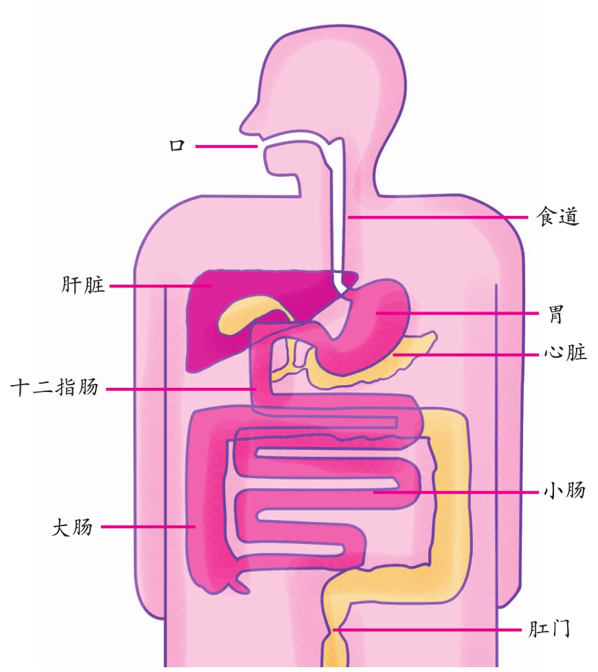 人体消化系统的简易图图片