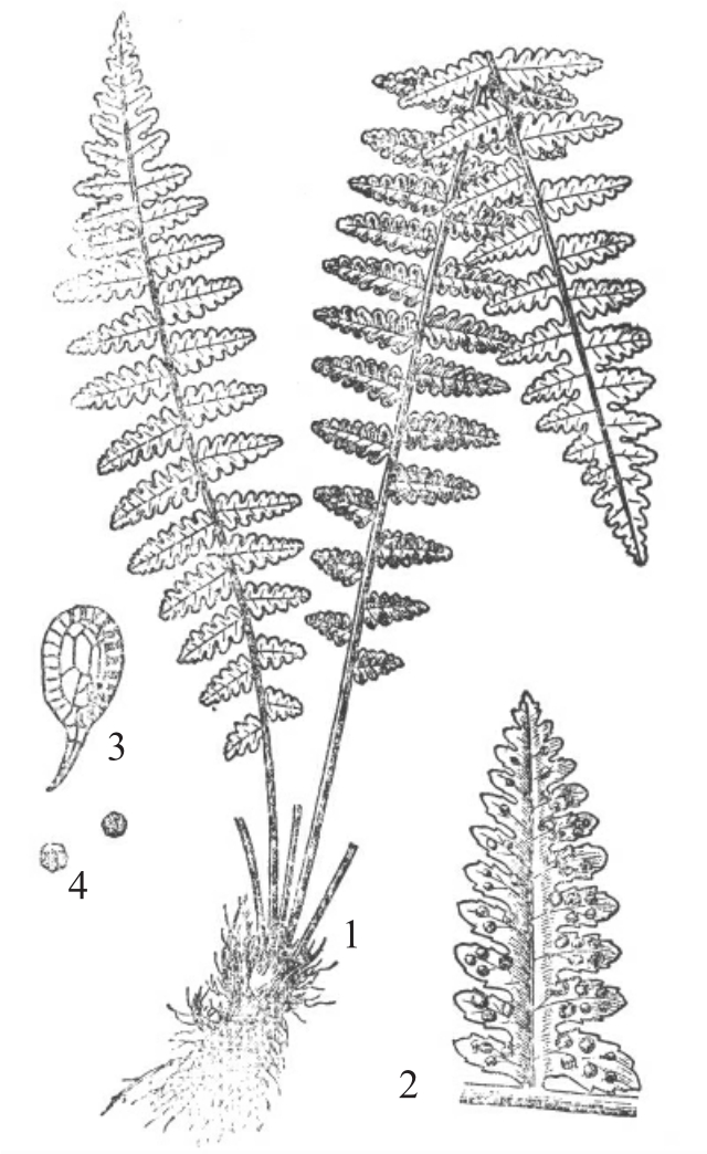 图13 麦秆蹄盖蕨 athyrium fallaciosum1植株 2羽片 3孢子囊 4