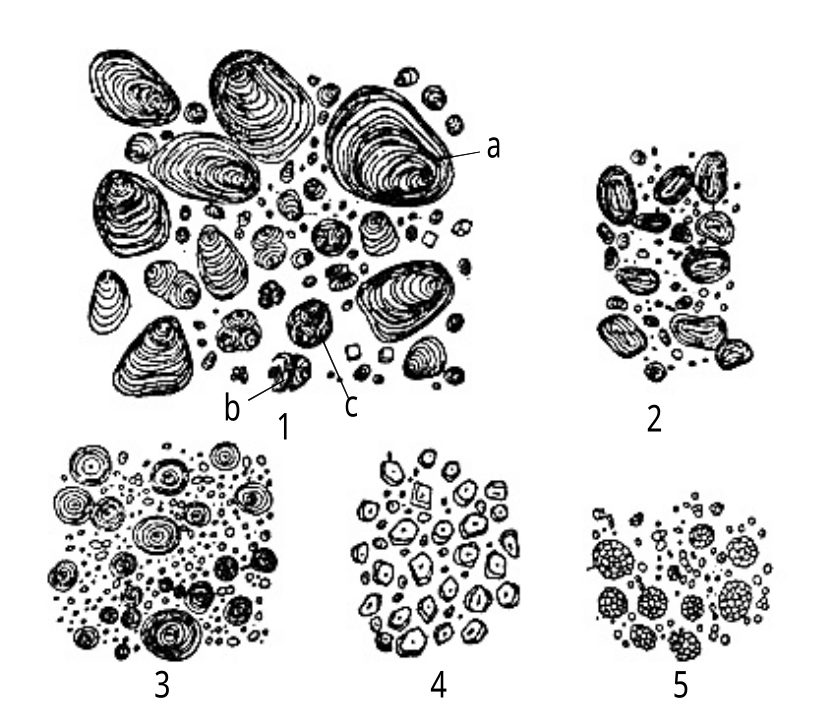 土豆细胞结构图名称图片