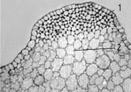 芹菜茎的横切面结构图图片