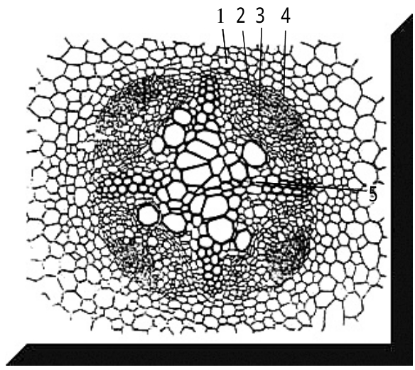 蚕豆根的初生结构图图片