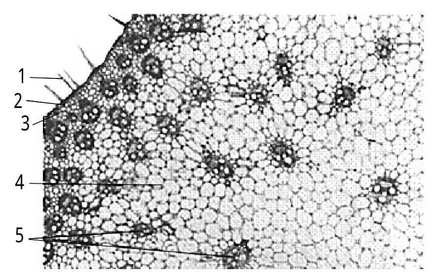 玉米茎的横切结构图图片