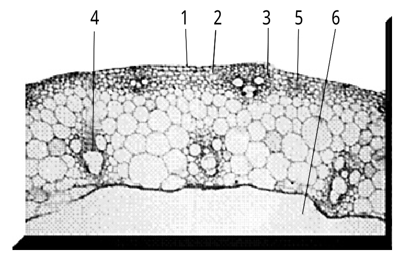植物茎的纵切结构图图片