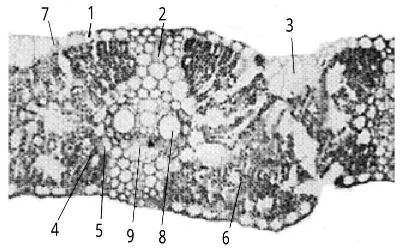 取小麦叶横切制片,在显微镜下观察其内部结构以禾本科植物叶为例