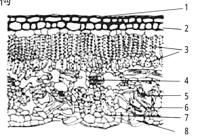 夹竹桃叶横切结构描述图片