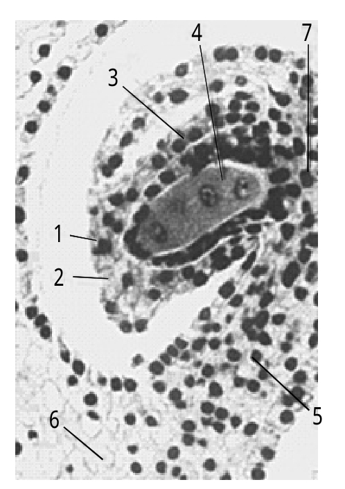 百合花的胚珠图片