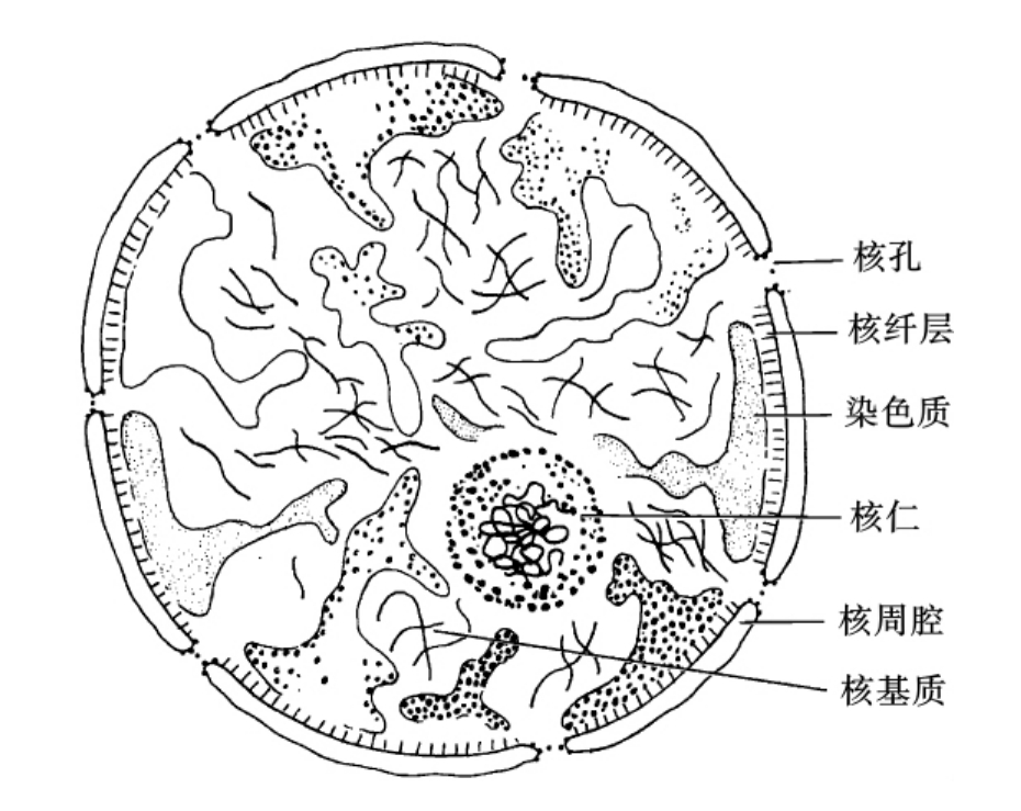 核被膜核被膜包在核的外面,结构很复杂,包括核膜和核膜下面的核纤层两