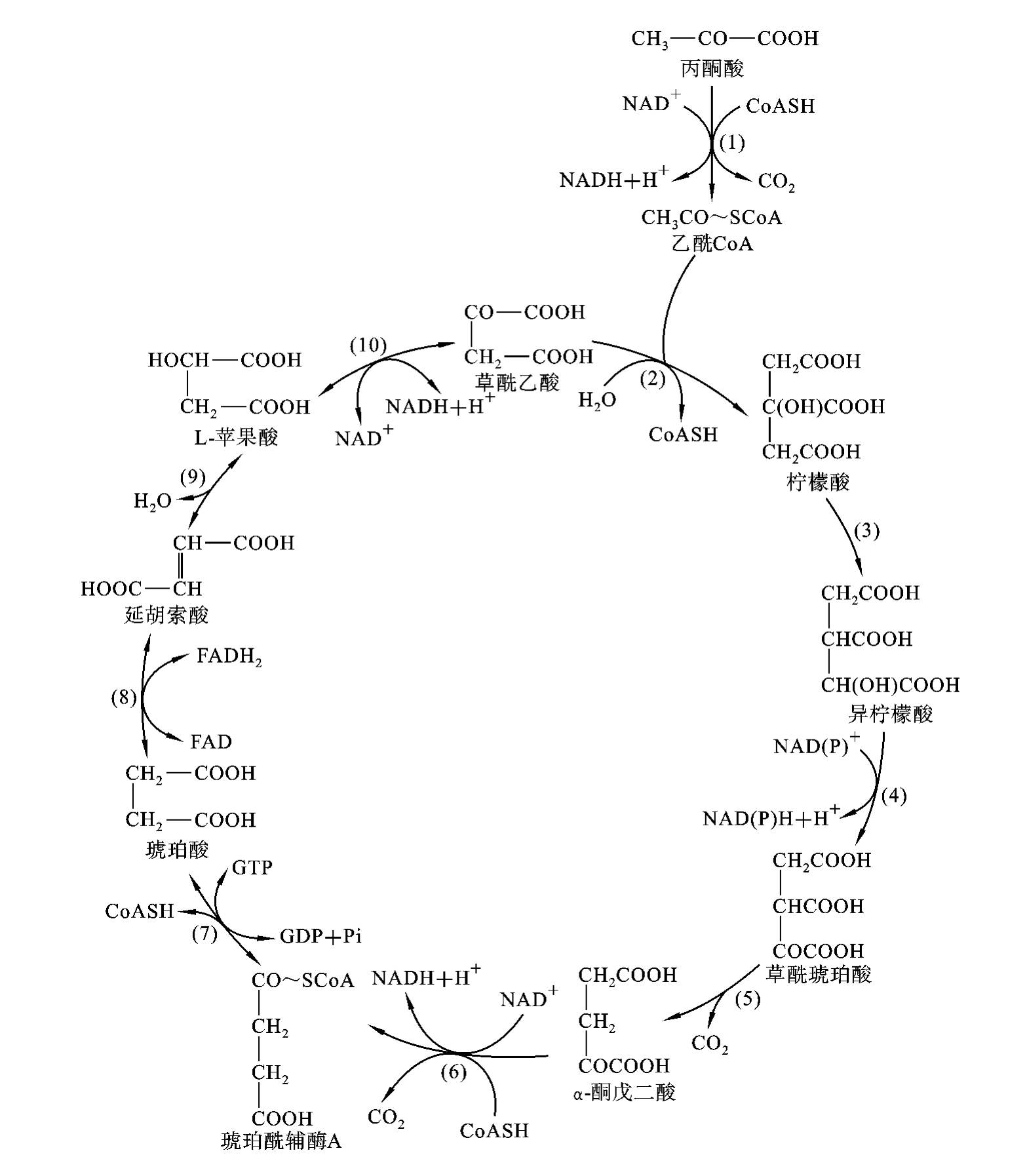 柠檬酸丙酮酸循环过程图片