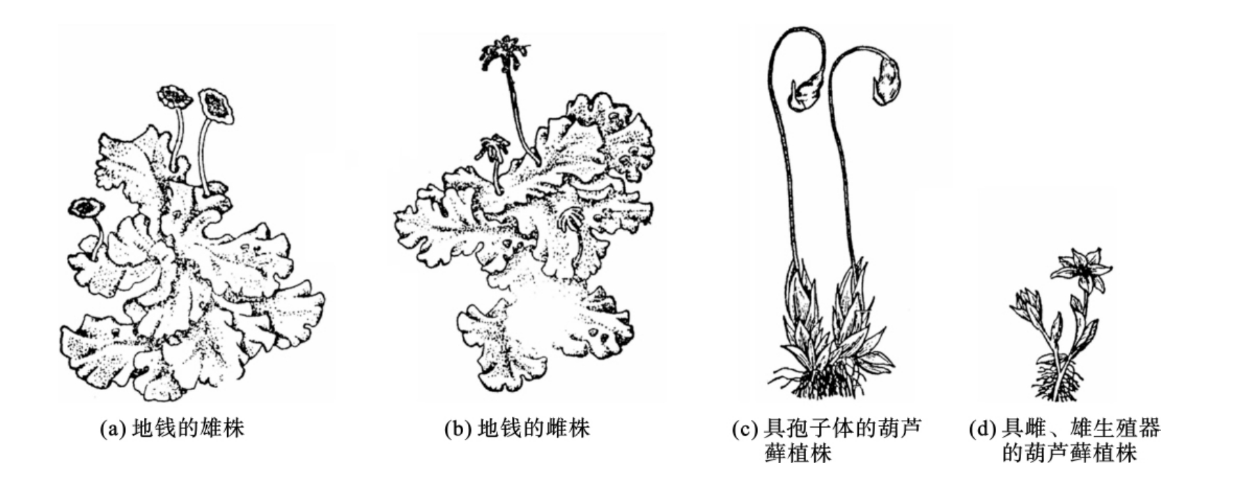 苔藓植物除在自然界里有形成土壤,保持水土,作监测大气污染指示植物的