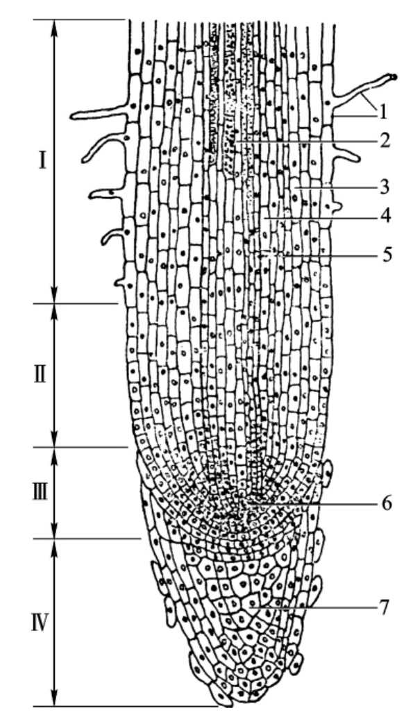 植物的根尖结构示意图图片