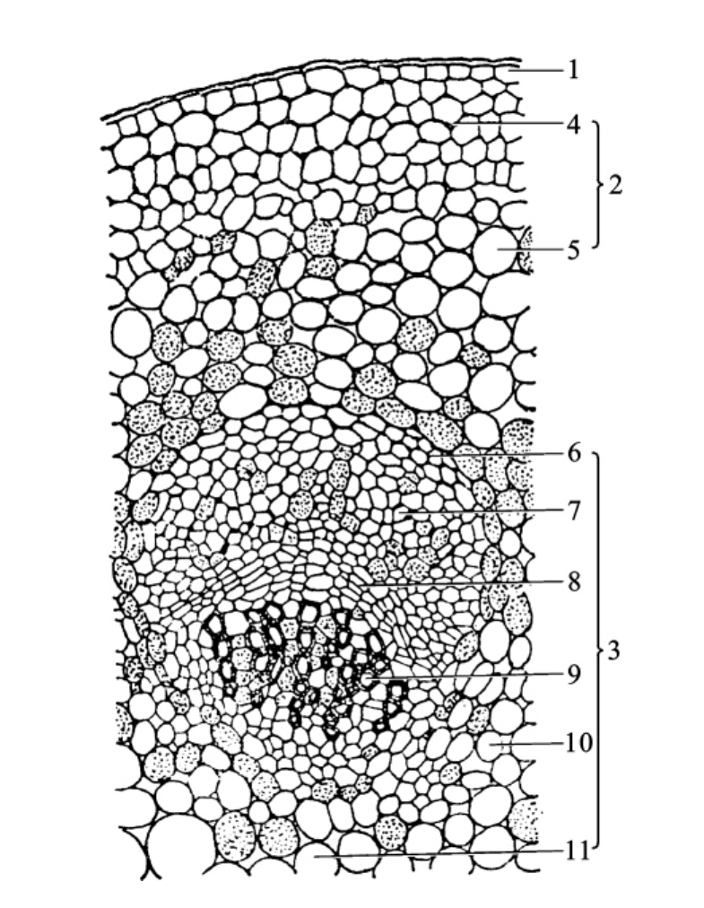 芹菜茎的横切面结构图图片